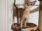 Абиссинский кот объявление продам