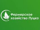 Бухгалтер по финансам и кредитам (Брянск) объявление продам