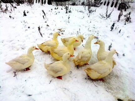 Пекинская утка