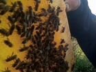 Продам ульи с пчелами объявление продам