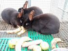 Кролики Сатин 10 окрасов, козы шами и др объявление продам