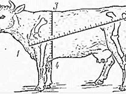 Обхват быка. Измерение промеров КРС. Взятие промеров у КРС. Промеры крупного рогатого скота. Основные промеры крупного рогатого скота.