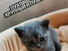 Шотландские котята скоттиш-страйт и скоттиш-фолд объявление продам