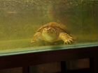Каймановая черепаха большая, вместе с аквариумом