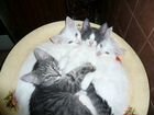 Котята от кошки порода турецкая ангора объявление продам
