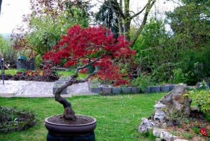 Декоративные клены бонсай