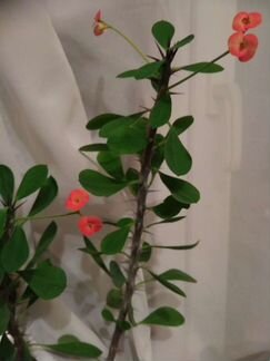 Молочай Миля