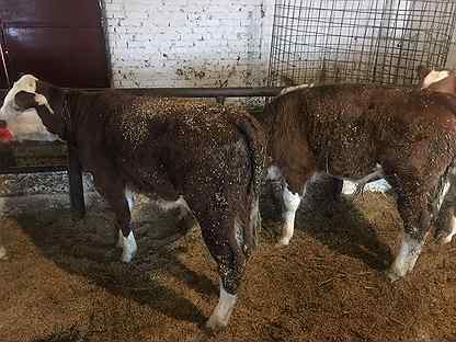 Продаются бычки