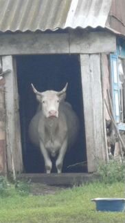 Корова, телёнок сено - фотография № 2