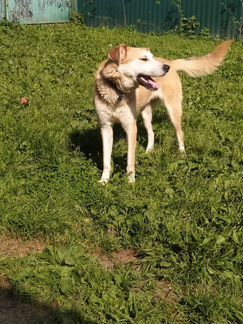 Собака няня, друг, золото