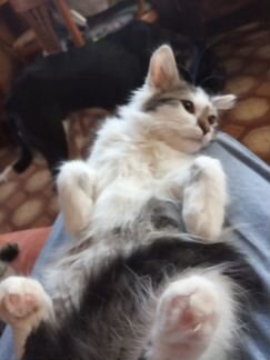 Котенок Банда 3 мес