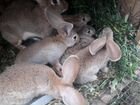 Кролики мясных пород,порода немецкий ризен объявление продам