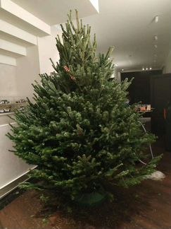 Пихта Нордмана