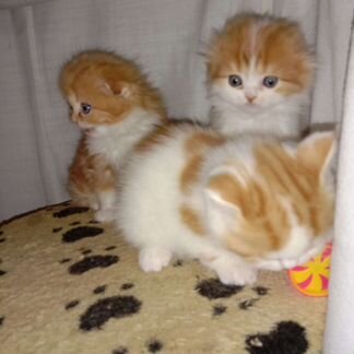 Умные котята