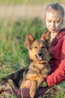 Комнатная овчарка Рыся в дар