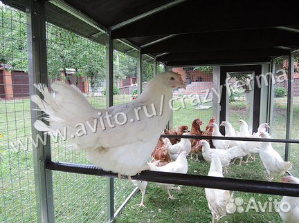 Выгул для кур