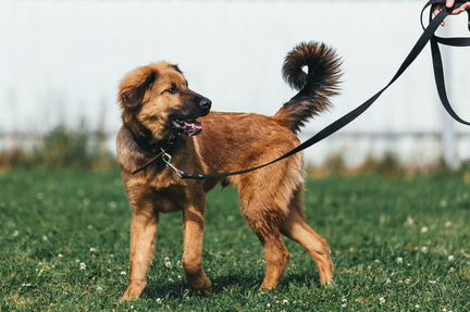 Щенок подросток в добрые руки