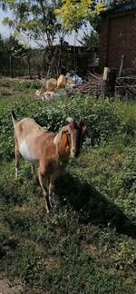 Дойная нубийская коза - фотография № 3