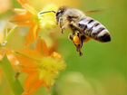 Пчелы для апитерапии. Апитерапия
