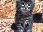 Питомник кошек мейн-кун предлагает котят объявление продам