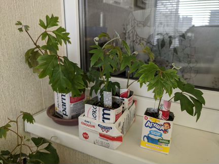 Циссус Элен Даника (плющ) молодые саженцы