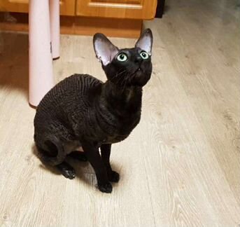 Корниш-рекс вязка