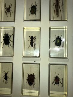 Коллекция насекомых